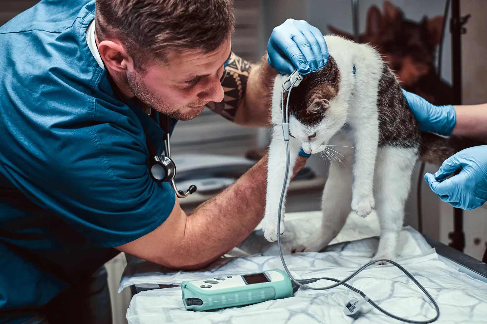 equipo-veterinario-exploracion-gato