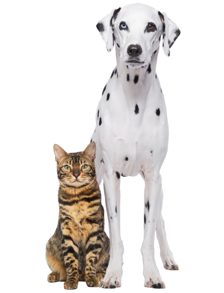 perro-y-gato-sin-fondo ciempozuelos